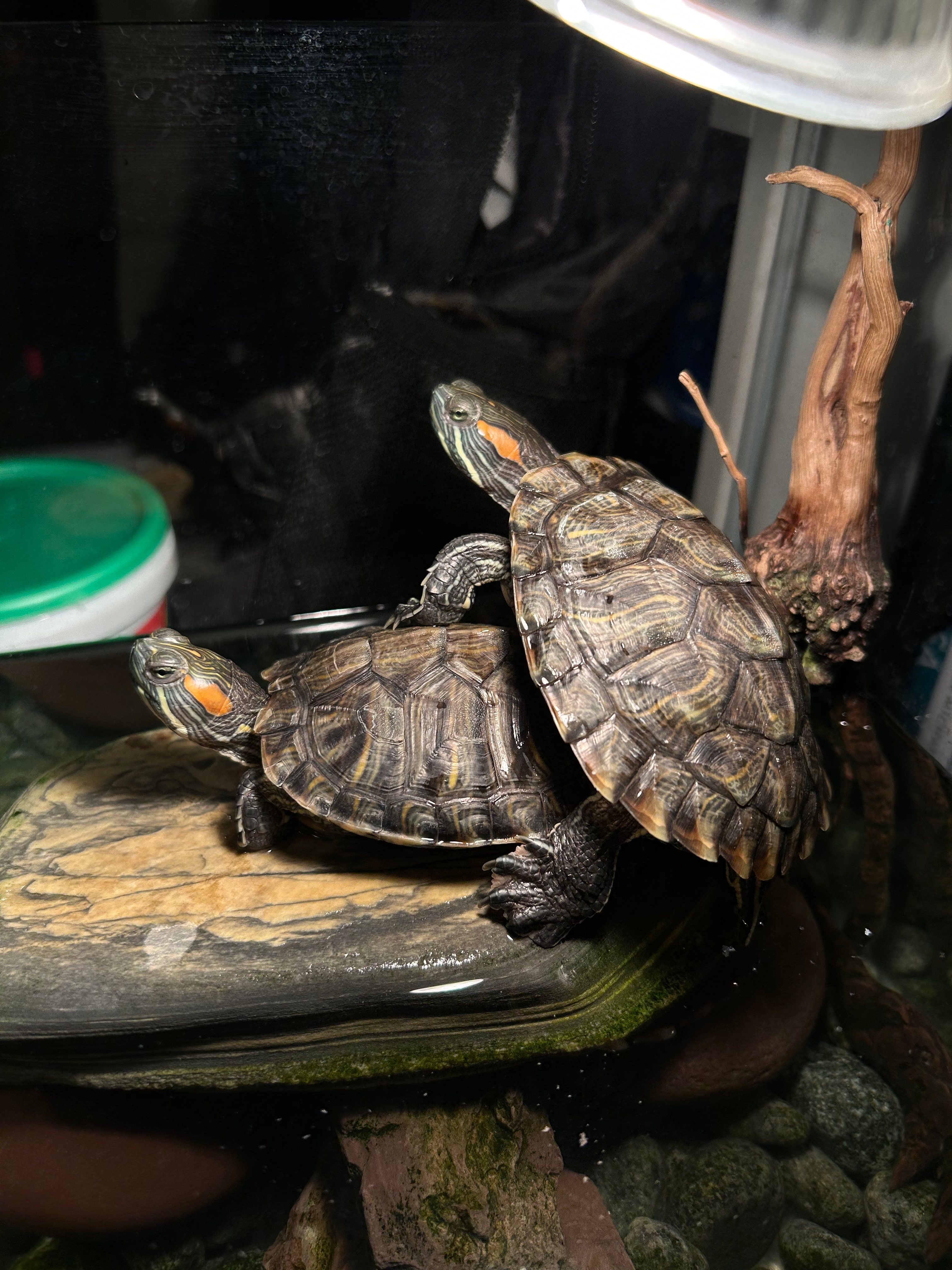 Two red-eared slider turtles climbing in their tank